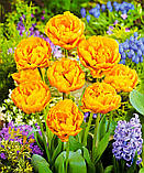 Тюльпан Double Beauty of Apeldoorn 11/12, фото 2