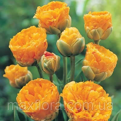 Тюльпан Double Beauty of Apeldoorn 11/12, фото 1