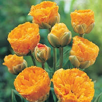 Тюльпан Double Beauty of Apeldoorn 11/12