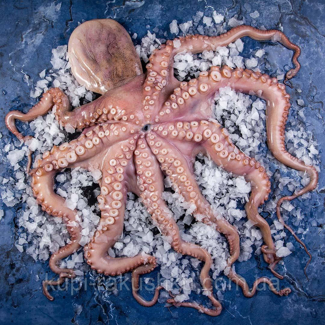 Восьминіг Королівський 2-3 вага. Марокко (Іспанія), фото 1
