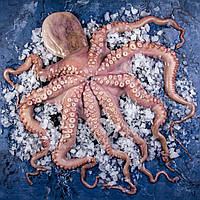 Восьминіг Королівський 2-3 вага. Марокко (Іспанія)