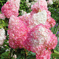 Саженцы Гортензии Пинк Леди (Hydrangea paniculata Pink Lady)