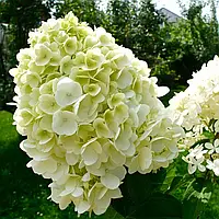 Саженцы Гортензии Мейджикл Мунлайт (Hydrangea paniculata Magical Moonlight)