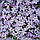 Саджанці Флокса шилоподібного Фабулоус Дарк Сентер (Phlox subulata Fabulous Blue Dark Center) Р9, фото 3