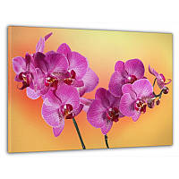 Картина на стену в гостиную/спальню Декор Карпаты "Розовая орхидея" 60x100 см MK10102_M z118-2024