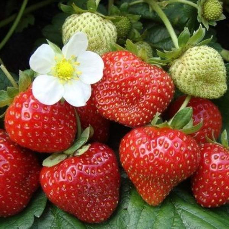 Розсада полуниці Фестивальна ромашка (Festival camomile) (касетна) - середня, урожайна, солодка