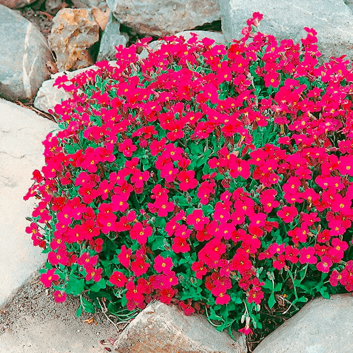 Саджанці Обрієти червоної (Aubrieta hybrida) Р9