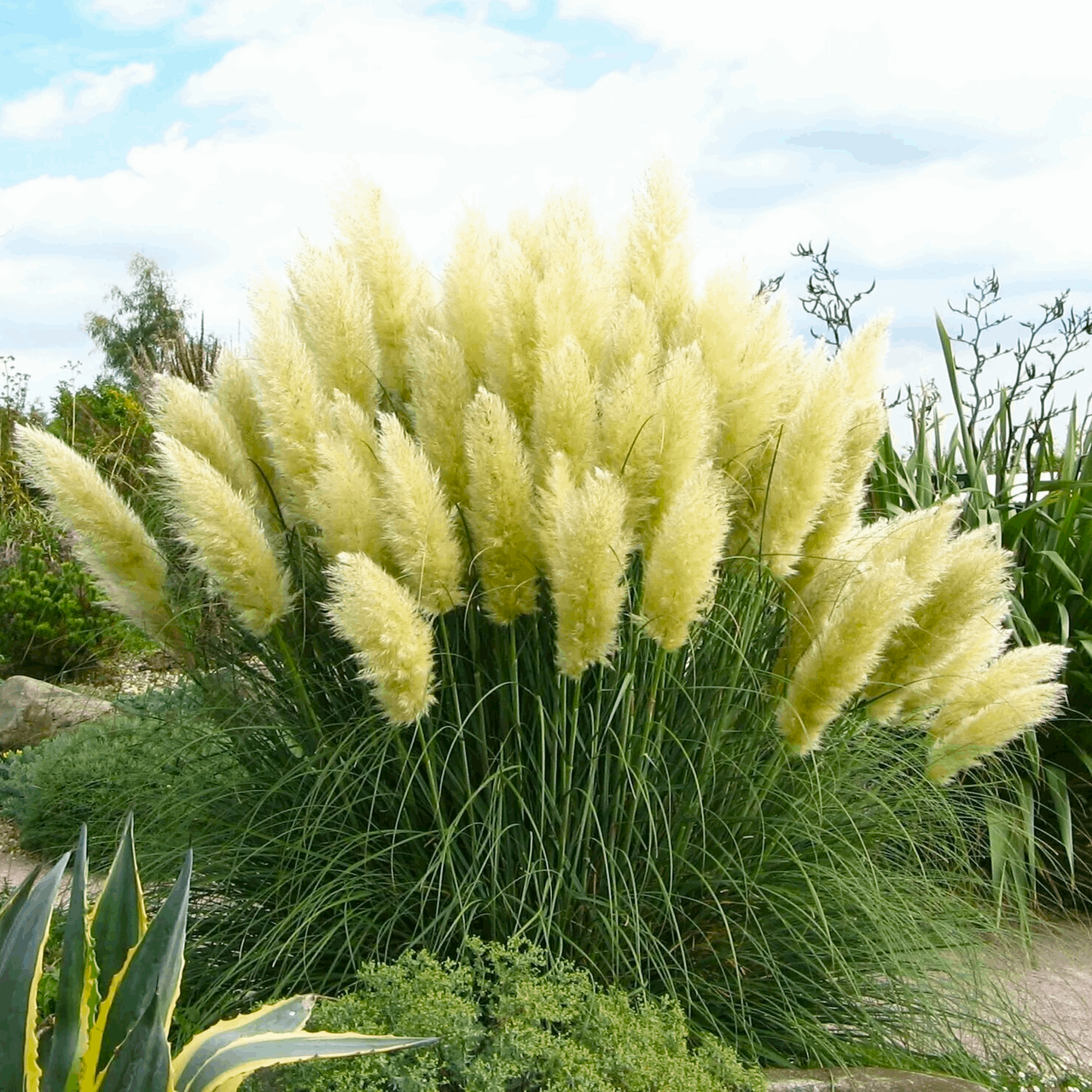 Саджанці Кортадерії білої (Cortaderia selloana) Р9