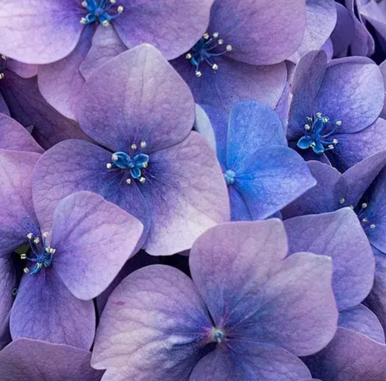 Аромаолія преміум "Приворотне зілля: персик, квіти вишні, ваніль". США. Заводська уп. 28 г, "Love Spell". Candle Science.