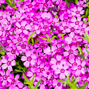 Саджанці Флокса шилоподібного Цвергентеппіх (Phlox subulata Zwergenteppich) Р9