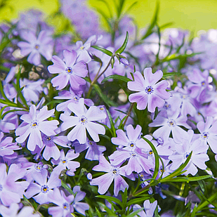 Саджанці Флокса шилоподібного Фабулоус Дарк Сентер (Phlox subulata Fabulous Blue Dark Center) Р9