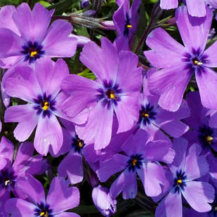 Саджанці Флокса шилоподібного Перпл Б'юті (Phlox subulata Purple Beauty) P9