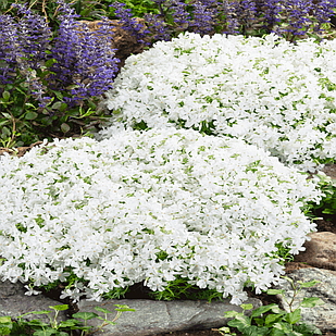 Саджанці Флокса шилоподібного Вайт Делайт (Phlox subilata White Delight) Р9