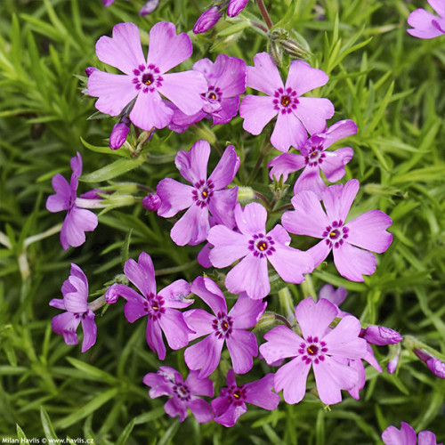 Саджанці Флокса шилоподібного Фебюлос Роуз (Phlox subulata Fabulous Rose) P9, фото 1