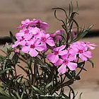 Саджанці Флокса шилоподібного Фебюлос Роуз (Phlox subulata Fabulous Rose) P9, фото 2