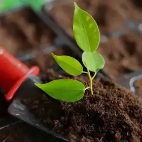 Грунтосмесі. Субстраты. 