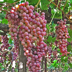 Саджанці винограду кишмиш сорт "Ред Флейм"