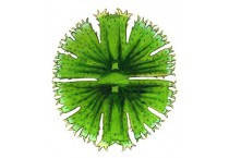 Засоби для боротьби з водоростями