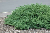 Можжевельник казацкий Тамарисцифолия Juniperus Sabina Tamariscifolia (контейнер 5 л.)