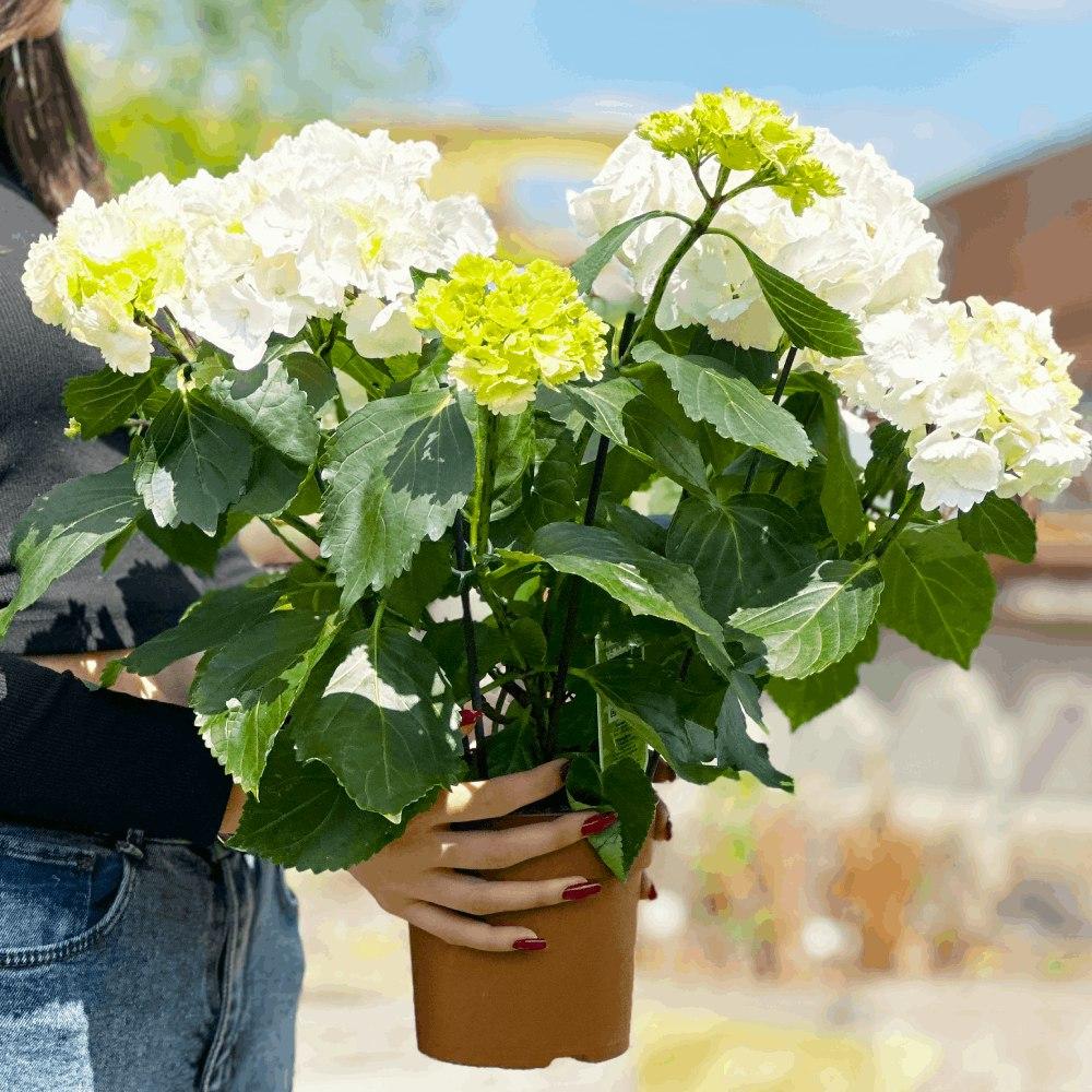 Саджанці Гортензії крупнолистої Шнеебол 3-річної (Hydrangea macrophylla Schneeball) С2, фото 1
