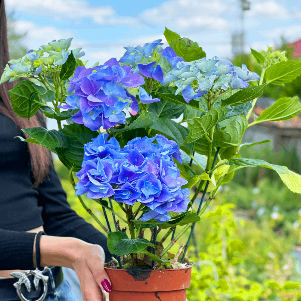 Саджанці Гортензії крупнолистої Блю Хевен 3-річної (Hydrangea macrophylla Blue Heaven) С2