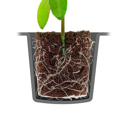 ROOT!T DRY PEAT FREE — Натуральні спонжі для пророщування (60 шт. в касеті), фото 3