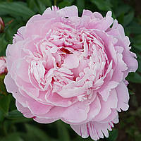 Пион розовый Sarah Bernhardt Сара Бернар, саженцы пионов, корни пионов
