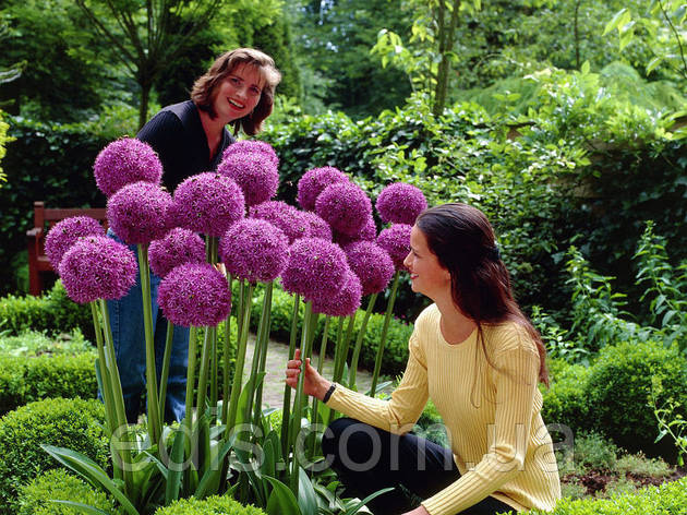 Алліум Gladiator фіолетовий (цибуля декоративна) 1 цибулина, калібр 12/14 (велика), фото 1