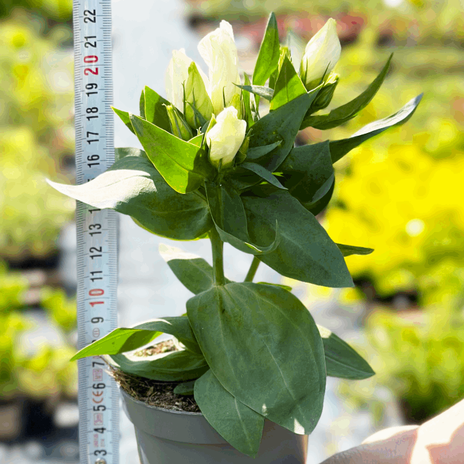 Саджанці Еустоми Pure white (Eustoma Pure white) Р9