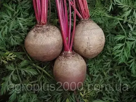Насіння буряка столове Детройт 250 грамів Clause LedaAgro, фото 3