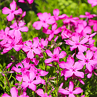 Саджанці Флокса шилоподібного Дрюмонд Пінк (Phlox subulata Drummond Pink) Р9
