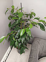 Комнатное декоративнолистное растение фикус бенджамина в горшке, растение фикус бенджамина (Benjamina)