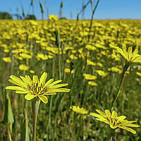 Насіння Козельці лучні, Tragopogon pratensis 10 шт/уп