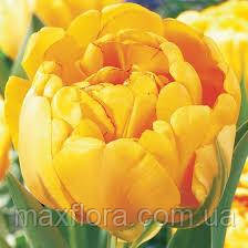 Тюльпан Yellow pomponette 11/12