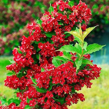 Саджанці Вейгели гібридної Ред Принц (Weigela hybrida Red Prince)