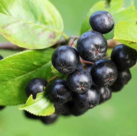 Саджанці Аронії (горобини) чорноплідної Аміт (Агопіа melanocаrpa Amit)