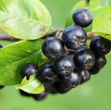 Саджанці Аронії (горобини) чорноплідної Аміт (Агопіа melanocаrpa Amit)