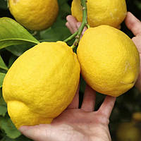 Лимон 5-ти летний Киевский крупноплодный в горшке