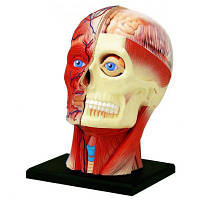 Пазл 4D Master Объемная анатомическая модель Голова человека FM-626103 n