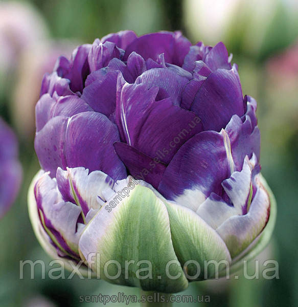Тюльпан Negrita Double 10/11
