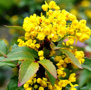 Саджанці Магонії падуболистной (Маһопіа aquifolium)