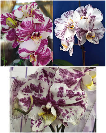 Орхідея Phal. Qwirkle підліток, фото 1
