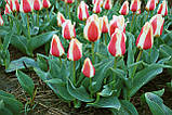 Тюльпан Sylvia Warder 11/12, фото 2