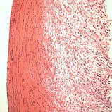 Бінокулярний Мікроскоп MR-2030B, фото 3