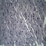 Тринокулярний Мікроскоп MR-2030T, фото 2