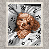 Картина за номерами Чарівний мальтіпу. Собаки 30*40 см Ідейка KHO 6538, фото 2