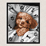 Картина за номерами Чарівний мальтіпу. Собаки 30*40 см Ідейка KHO 6538, фото 4