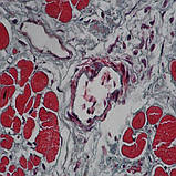 Бінокулярний мікроскоп MR-2038B1, фото 3