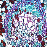 Бінокулярний мікроскоп MR-2038B1, фото 2