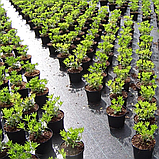 Агротканина  100 г/м² , 3.4 х 50 м. агротканина від бур'янів, фото 6